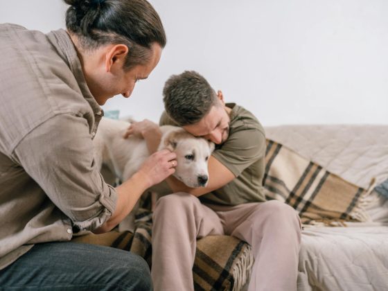 Pet-Friendly Homes: Creating the Perfect Haven for Your Furry Friends