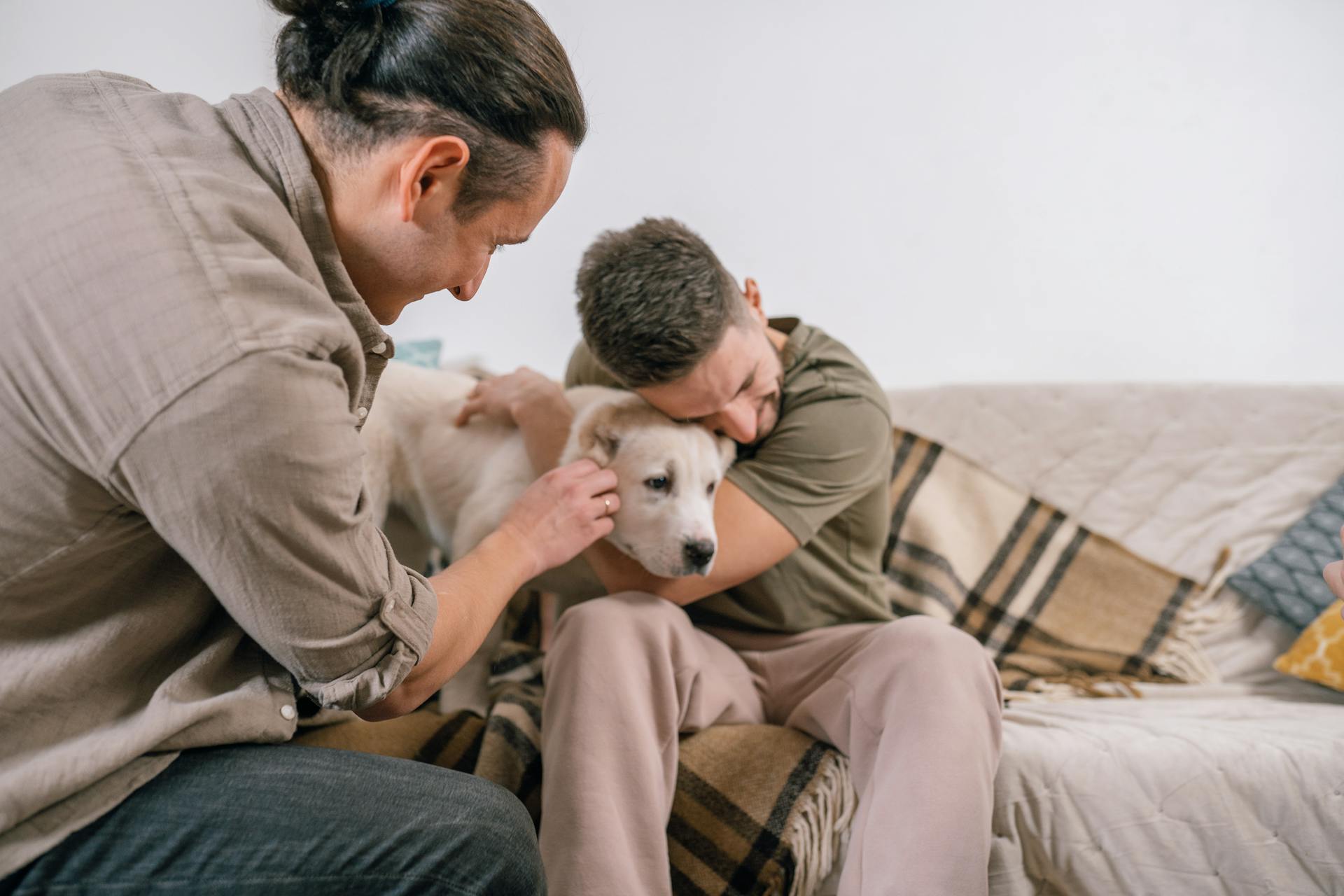 Pet-Friendly Homes: Creating the Perfect Haven for Your Furry Friends